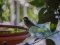 Καλόγερος  -  Great Tit