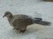 Δεκοχτούρα  -  Collared Dove