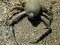 Ilia nucleus [Nut Crab]
