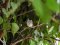 Μαυροσκούφης (αρσενικός) - Blackcap (male)