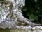Μολωχτός?? - Tawny Pipit??