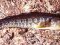 Zebrus zebrus [Zebra Goby]