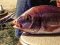 Λυθρίνι - Common Sea-Bream