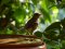 Τσίχλα - Song Thrush