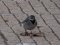Σεισούρα (θηλ.) - White Wagtail (fem.)
