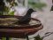 Κότσυφας (νεαρός, τον 1ο χειμώνα) - Blackbird (immature male, 1st winter)