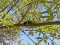 Lyristes plebejus
