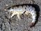 Γάμπαρη  -  Shrimp / Prawn