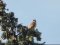 Πετροκιρκινέζι (αρσεν.) -  Kestrel (male)
