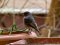 Καρβουνιάρης   - Black Redstart  