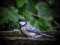 Καλόγερος (αρσεν.) - Great Tit (male)
