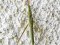 Acrida ungarica [Nosed Grasshopper] 