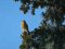 Πετροκιρκινέζι (αρσεν.) -  Kestrel (male)