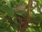Δεκοχτούρα στα αυγά -  Collared Dove on the eggs