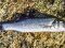 Λαβράκι - Common Sea-Bass