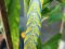 Acherontia atropos  [Death's Head Hawk Moth cat.] 