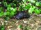Testudo graeca [Spur-thighed Tortoise]
