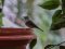 Μαυροσκούφης (αρσενικός) - Blackcap (male)