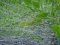 Meconema thalassinum [Oak Bush-cricket]