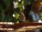Δενδροφυλλοσκόπος - Chiffchaff