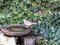 Τσίχλα - Song Thrush