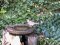 Τσίχλα - Song Thrush