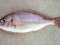 Λυθρίνι - Common Sea-Bream