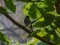 Μαυροσκούφης (αρσενικός) - Blackcap (male)