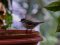 Μαυροσκούφης (αρσενικός) - Blackcap (male)
