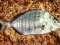 Σαργός - White Bream