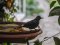 Κότσυφας (νεαρός, τον 1ο χειμώνα) - Blackbird (immature male, 1st winter)