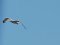 (Κιτρινοπόδης) Γλάρος  -  Yellow-legged Gull