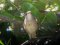 Αηδόνι με ένα πόδι!   -   One-legged Nightingale!
