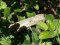 Anacridium aegyptium [Egyptian Locust] 