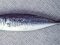 Σαφρίδι - Horse Mackerel
