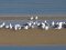 (Κιτρινοπόδηδες) Γλάροι  -  Yellow-legged Gulls