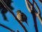 Σπίνος - Chaffinch