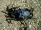 Carcinus maenas  [European Green Crab] 
