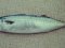 Σκουμπρί - Mackerel
