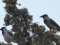 Κουρούνα - Hooded Crow