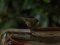 Δενδροφυλλοσκόπος - Chiffchaff