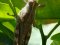Anacridium aegyptium [Egyptian Locust]