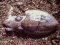 Σουπιά  -  Common Cuttlefish
