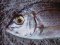 Λυθρίνι - Common Sea-Bream