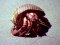 Στρουμπάρι&nbsp; -&nbsp; Hermit Crab