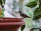 Μαυροσκούφης (αρσενικός) - Blackcap (male)