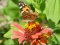 Cynthia cardui [Painted Lady] 