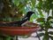Καρακάξα - Magpie