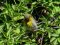 Φλώρι (αρσενικό) - Greenfinch (male)