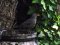 Κότσυφας (θηλυκός) - Blackbird (female)